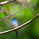 木にとまる青い鳥