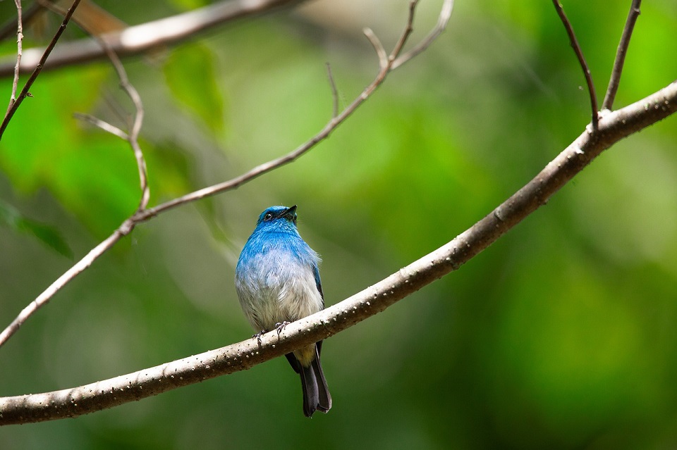 木にとまる青い鳥