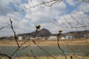 桧木内川沿いの桜並木のつぼみ