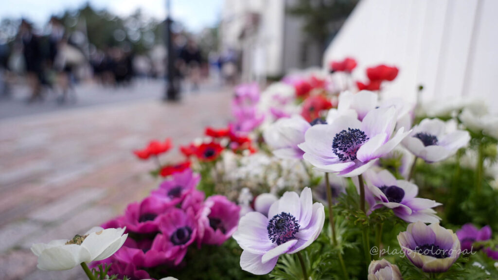 ケープコッドの花壇は綺麗!