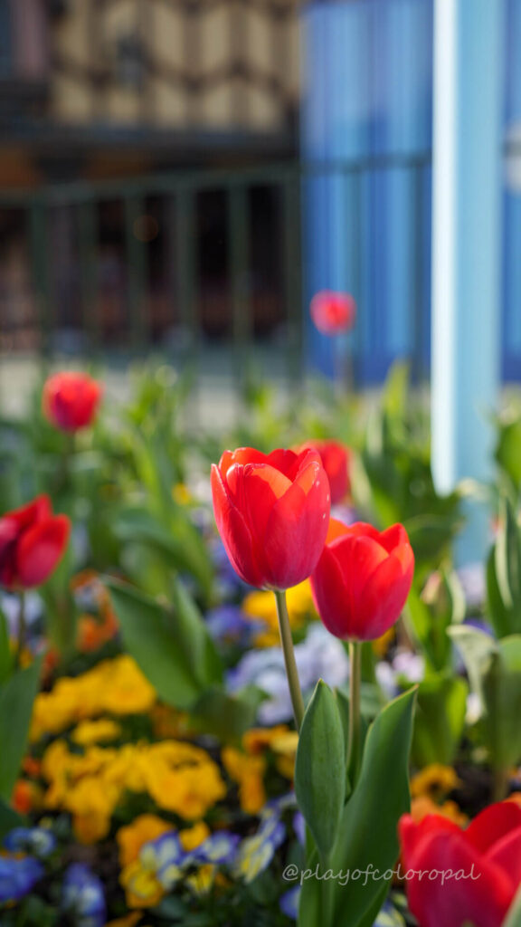 花壇のチューリップ